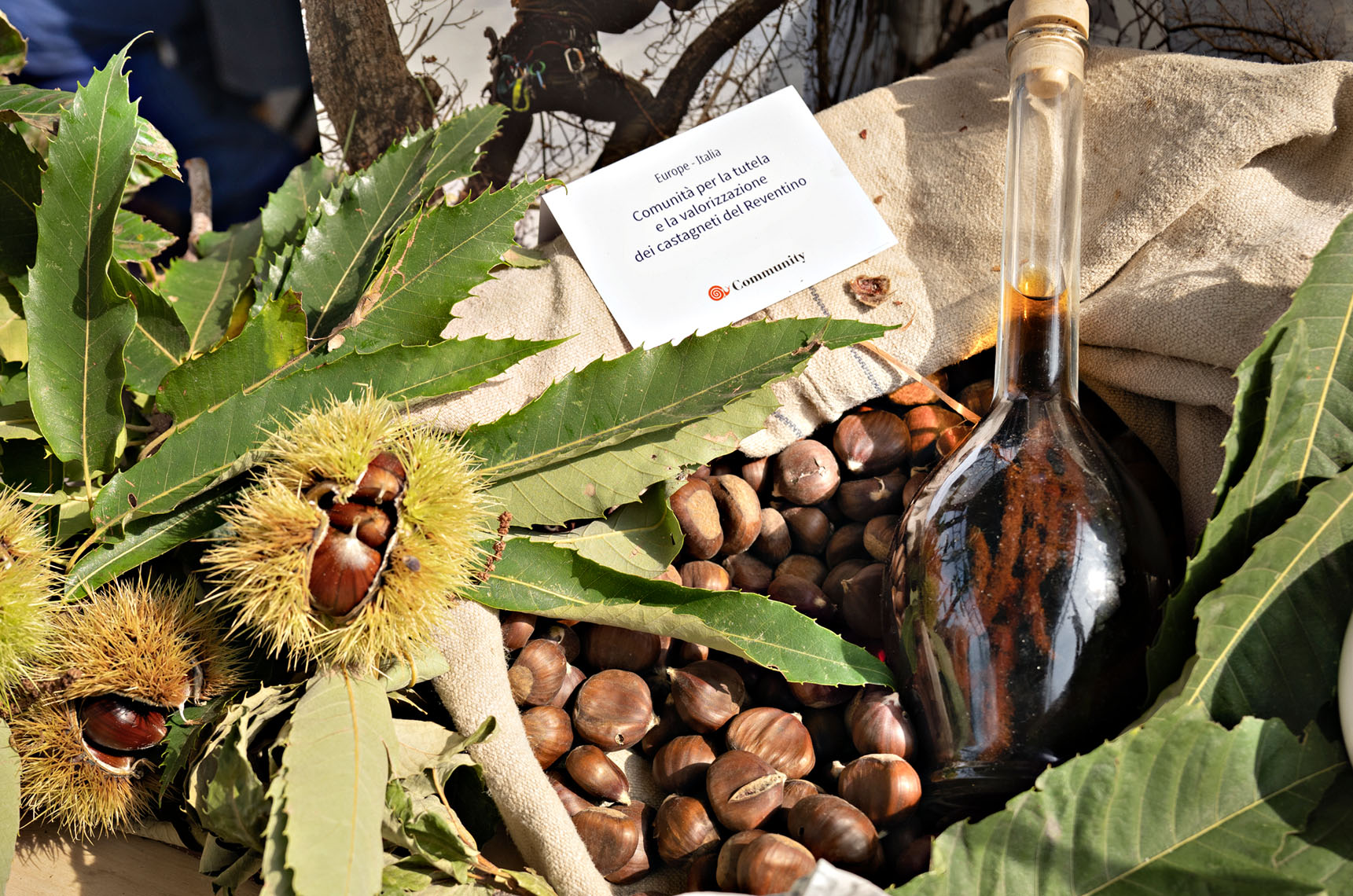 The Alto Lametino Lucente Chestnut, grown in the Reventino area of the Italian boot. This variety is highly appreciated for its taste that can be eaten fresh, dried,  or steamed.  The Slow Food network of chestnut farmers has been working to recover and spread the cultivation of chestnut groves as a common heritage, highlighting its economical, environmental and social aspects. 